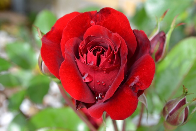 rose-776966_1920